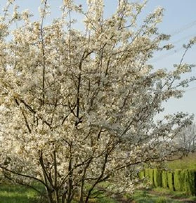Geuzenpark flora fauna